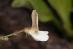 Florida hoarypea